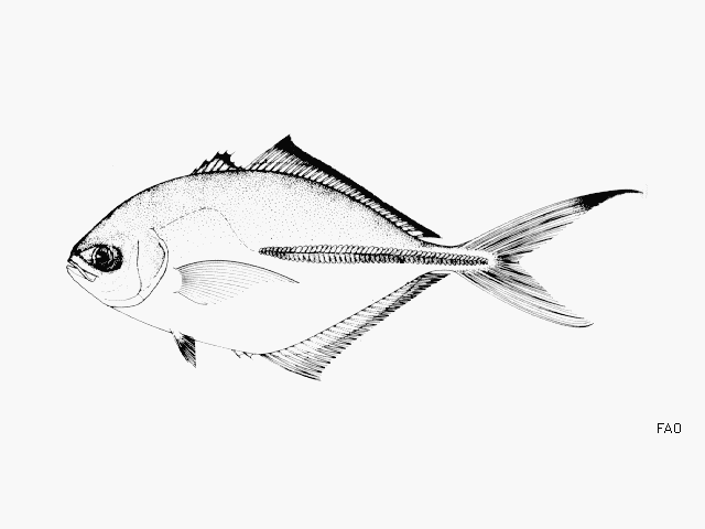 Hemicaranx amblyrhynchus (Cuvier, 1833)